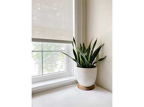 A potted plant on a window sill
